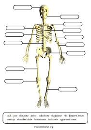 Human Skeleton Missing Labels Worksheet Apologia Anatomy Abeka Homeschool Activities