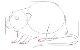 Ratte Zeichnen Lernen Schritt Fur Schritt Tutorial Zeichnen Leicht Gemacht