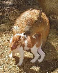 Pin By Ronald Miller On Druzya Animals Kissing Unlikely Animal Friends Unusual Animal Friends
