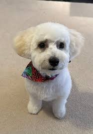 Ace is just living his best life🫶🏼🥰 My Handsome fur baby