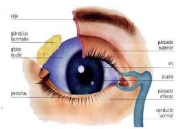 Á Las 12 Partes Del Ojo Humano Conoce Su Anatomia