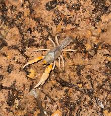 Image result for Strabomantis cerastes