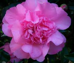 Wynne Rayner Beautiful Roses Camellia Petals