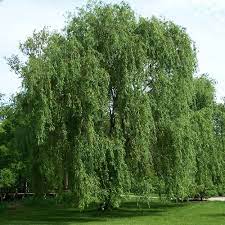 It is now rare in cultivation and has been largely replaced by salix x sepulcralis 'chrysocoma'. Willow Wikipedia