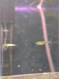 guppy fry different my aquarium club