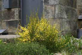 Image result for Cynanchum praecox