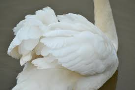 Swan Feathers. Photograph by Paige Brown