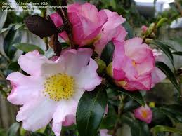 Pin On My Flower Photography
