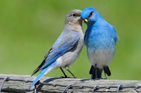 Mountain Bluebird Attracting Birds Birds And Blooms Blue Bird Bird Species Pet Birds