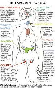 Organ Systems In Human Body Endocrine System Nursing Endocrine System Nursing School Tips