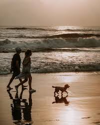 Vakantie Op Texel Met De Hond Strandplevier Suites