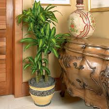 You should thoroughly soak the soil of this plant each time you water it. When A Corn Plant Blooms Laidback Gardener