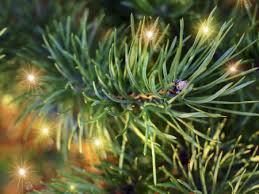 Check spelling or type a new query. 12 Days Of Experts 9 Tips For Keeping A Christmas Tree Fresh 4 Trees You Should Know Slideshow Cfaes