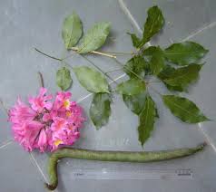 Image result for Handroanthus sp. near impetiginosus