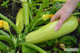 Der boden sollte gut gelockert sein, die pflanzen brauchen regelmäßig viel wasser. Anleitung Zucchini Im Topf Kubel Anbauen Pflegen Und Ernten