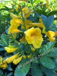 Image result for Tecoma stans