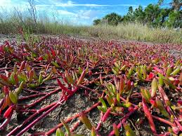 Image result for Sesuvium portulacastrum