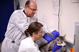 Penn Vet Feline Hyperthyroidism