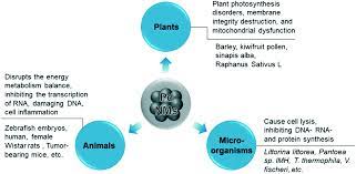 Papa mol schneemann / eyindi moïse mbiye a porté p. Perspectives On Palladium Based Nanomaterials Green Synthesis Ecotoxicity And Risk Assessment Environmental Science Nano Rsc Publishing Doi 10 1039 D0en01048k