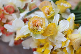Petit Four Narcissus Heirlooms Flowers Flowers Flower Farm