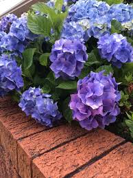 Morning Walks Can Be A Wonderful Source Of Inspiration I Love The Colours Of These Beautiful Hydrangeas Although T Beautiful Hydrangeas Flowers Rain Slicker