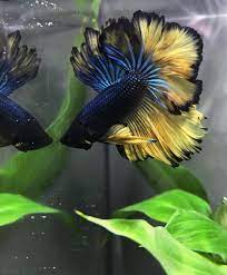 Seriously, do we need to tell you why? My First Mustard Gas Betta Meet Makoto Bettafish