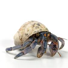 Detailed tarot card meaning for the hermit including upright and reversed card meanings. Hermit Crabs For Sale Coenobita Clypeatus Petco