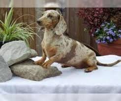 Denver dachshunds rescue and transport is a 501c3 non profit organization that is dedicated to helping dachshunds and other small breeds nationwide. Puppyfinder Com Dachshund Puppies Puppies For Sale Near Me In Washington Usa Page 1 Displays 10