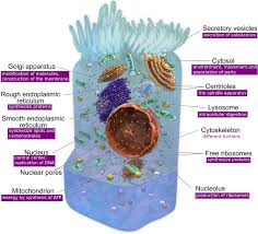 Animal cell functions are solely dependent on the organelles and structures associated with the cell. Functions Of Organelles