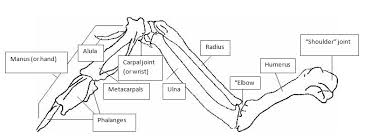 Chicken butcher diagram or part of hen butcher concept. Ze 3532 Chickenwingdiagrampng Schematic Wiring