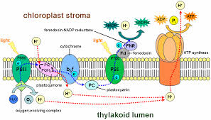 Photosynthesis involves two types of reactions; Light Dependent Reaction Simple English Wikipedia The Free Encyclopedia