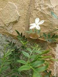 pin on jasmine