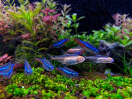 5 Best Freshwater Fish For 8 Gallon Tank - Hygger