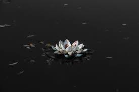 Download high quality lotus flower clip art from our collection of 65,000,000 clip art graphics. White Lotus Wallpapers Top Free White Lotus Backgrounds Wallpaperaccess