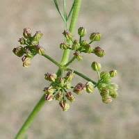 Image result for Apium leptophyllum