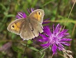 Meadow Brown Flowers Uk Beautiful Butterflies Eco Garden