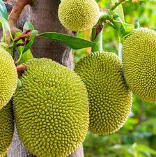 It is oblong, green, and looks somewhat like durian, though jackfruit can be even larger. Jackfruit
