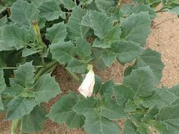 Image result for Leucas sexdentata