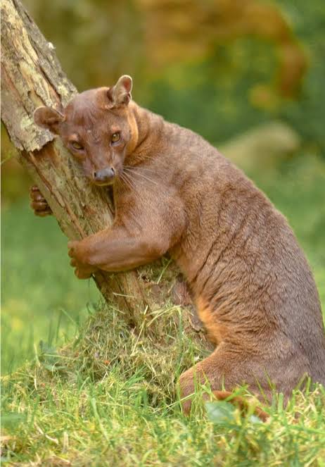 Explore the Fun World of Fossa at Chester Zoo