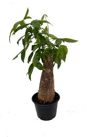 Image result for Pachira