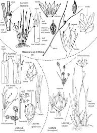Image result for Juncaceae