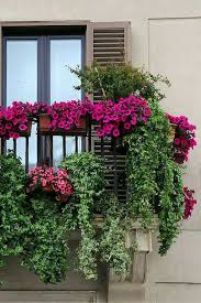 Maybe you would like to learn more about one of these? Hanging Balcony Plants And Blooming Flowers For A Spectacular Exterior