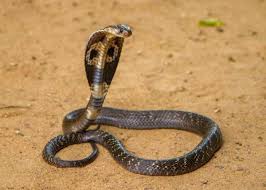 Aujourd'hui, nous parlons des dix serpents les plus rares du monde. The 8 Most Dangerous Reptiles In The World List With Pictures