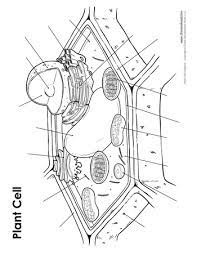 Achieveressays.com is the one place where you find help for all types of assignments. Plant Cell Diagram Unlabeled 350 Tim S Printables