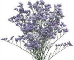 Image result for Limonium