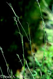 Image result for Rhynchospora gracillima