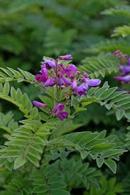 Image result for Indigofera pulchra