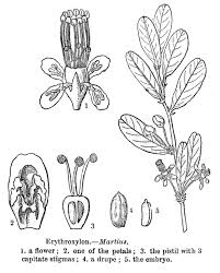 Image result for Nectaropetalum