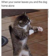 Database moderator & karma philanthropist & meme taxonomist & fleet admiral & amish. 11 Funny Animal Memes That Makes You Feel Furry Inside Feels Gallery