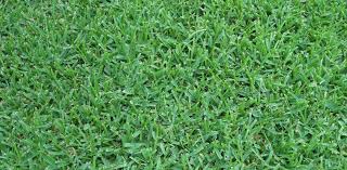 We did not find results for: St Augustine Turf Grass Varieties We Sell Their Characteristics Gill Garden Center Landscape Co